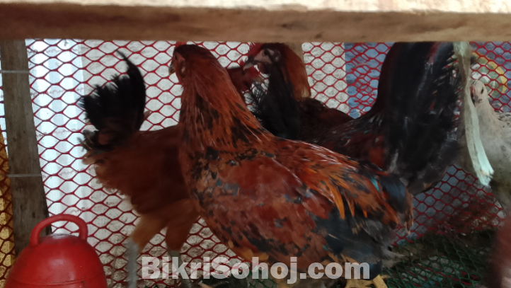 অরিজিনাল পাকিস্তান মোরগ